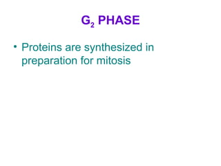 G2 PHASE
• Proteins are synthesized in
preparation for mitosis
 