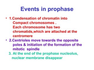 Events in prophase
• 1.Condensation of chromatin into
Compact chromosomes .
Each chromosome has two
chromatids,which are attached at the
centromere
• 2.Centrioles move towards the opposite
poles & initiation of the formation of the
mitotic spindle
3. At the end of the prophase nucleolus,
nuclear membrane disappear
 