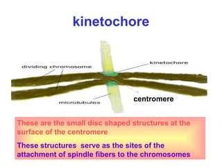 kinetochore
These are the small disc shaped structures at the
surface of the centromere
These structures serve as the sites of the
attachment of spindle fibers to the chromosomes
centromere
 
