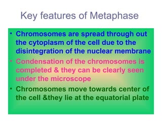 Key features of Metaphase
• Chromosomes are spread through out
the cytoplasm of the cell due to the
disintegration of the nuclear membrane
• Condensation of the chromosomes is
completed & they can be clearly seen
under the microscope
• Chromosomes move towards center of
the cell &they lie at the equatorial plate
 