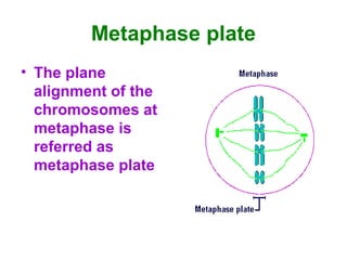 Metaphase plate
• The plane
alignment of the
chromosomes at
metaphase is
referred as
metaphase plate
 