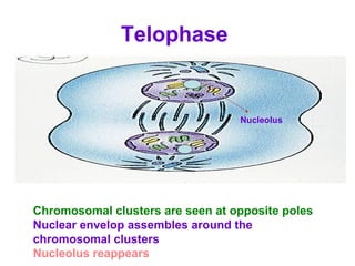 Telophase
Nucleolus
Chromosomal clusters are seen at opposite poles
Nuclear envelop assembles around the
chromosomal clusters
Nucleolus reappears
 