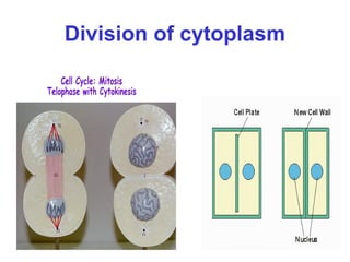 Division of cytoplasm
 