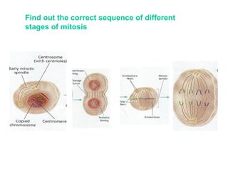 Find out the correct sequence of different
stages of mitosis
 