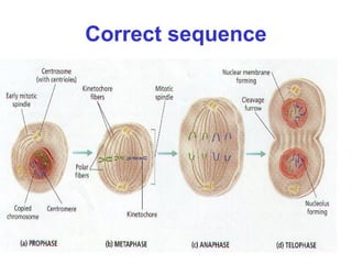 Correct sequence
 