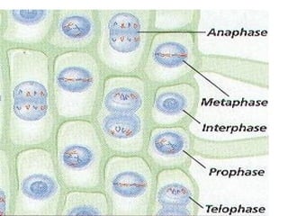 10. Cell  Cycle and Cell Division