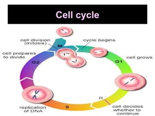Cell cycle
 