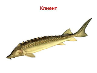 Клиент
 