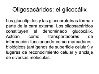 Oligosacáridos: el glicocálix
Los glucolípidos y las glucoproteínas forman
parte de la cara externa. Los oligosacáridos
constituyen el denominado glucocálix.
Actúan como transportadores de
información funcionando como marcadores
biológicos (antígenos de superficie celular) y
lugares de reconocimiento celular y anclaje
de diversas moléculas.
 