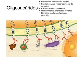 Oligosacáridos
• Receptores hormonales, toxinas,…
• Fijación de virus y reconocimiento de
bacterias
• Reconocimiento intercelular
• Ramificaciones anormales: tumores
• Identidad celular: antígenos de
superficie
 