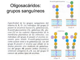 Oligosacáridos:
grupos sanguíneos
 