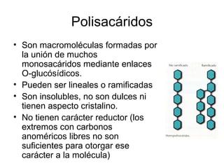 Polisacáridos
• Son macromoléculas formadas por
la unión de muchos
monosacáridos mediante enlaces
O-glucósídicos.
• Pueden ser lineales o ramificadas
• Son insolubles, no son dulces ni
tienen aspecto cristalino.
• No tienen carácter reductor (los
extremos con carbonos
anoméricos libres no son
suficientes para otorgar ese
carácter a la molécula)
 
