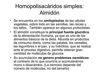 Homopolisacáridos simples:
Almidón
• Se encuentra en los amiloplastos de las células
vegetales, sobre todo en las semillas, las raíces y
los tallos. También aparece en algunos protoctistas.
• El almidón constituye la principal fuente glucidica
de la alimentación humana, ya que es uno de los
alimentos básicos de la dieta. Abunda en productos
de consumo diario, como las patatas, los cereales,
las legumbres o el pan, y su hidrólisis, que se realiza
ante el proceso digestivo, permite obtener gran
cantidad de moléculas de glucosa.
• Su acumulación no genera problemas osmóticos
al contrario de lo que ocurriría si acumularámos
mono o disacáridos. (La ósmosis depende del
número de moléculas, no del tamaño)
 