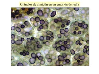 Gránulos de almidón en un embrión de judía
 