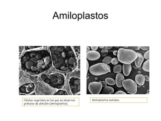 Amiloplastos
 