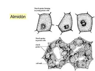 Almidón
 