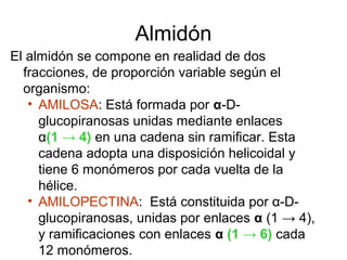 Almidón
El almidón se compone en realidad de dos
fracciones, de proporción variable según el
organismo:
• AMILOSA: Está formada por α-D-
glucopiranosas unidas mediante enlaces
α(1 → 4) en una cadena sin ramificar. Esta
cadena adopta una disposición helicoidal y
tiene 6 monómeros por cada vuelta de la
hélice.
• AMILOPECTINA: Está constituida por α-D-
glucopiranosas, unidas por enlaces α (1 → 4),
y ramificaciones con enlaces α (1 → 6) cada
12 monómeros.
 