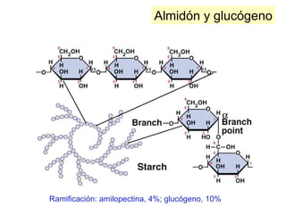 α
Almidón y glucógeno
Ramificación: amilopectina, 4%; glucógeno, 10%
 