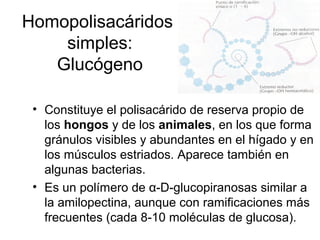 Homopolisacáridos
simples:
Glucógeno
• Constituye el polisacárido de reserva propio de
los hongos y de los animales, en los que forma
gránulos visibles y abundantes en el hígado y en
los músculos estriados. Aparece también en
algunas bacterias.
• Es un polímero de α-D-glucopiranosas similar a
la amilopectina, aunque con ramificaciones más
frecuentes (cada 8-10 moléculas de glucosa).
 