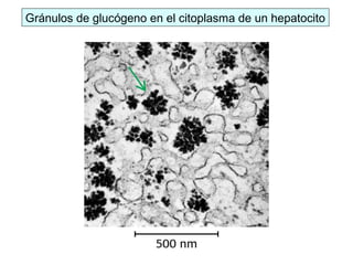 Gránulos de glucógeno en el citoplasma de un hepatocito
 