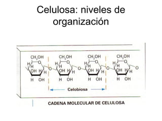 Celulosa: niveles de
organización
 