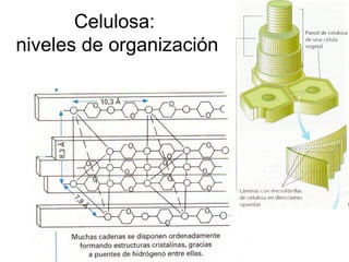 Celulosa:
niveles de organización
 