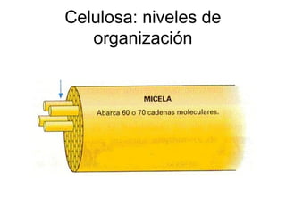 Celulosa: niveles de
organización
 