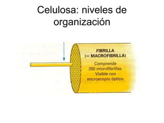 Celulosa: niveles de
organización
 