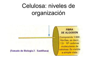 Celulosa: niveles de
organización
 