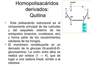 Homopolisacáridos
derivados:
Quitina
• Este polisacárido estructural es el
componente principal de las cutículas
y del esqueleto externo de los
artrópodos (insectos, crustáceos, etc)
y forma parte de los recubrimientos
celulares de los hongos.
• El monómero constituyente es un
derivado de la glucosa (N,acetil-β-D-
glucosamina). La unión entre ellos se
realiza por enlace (1 → 4), que da
lugar a una cadena lineal, similar a la
celulosa.
 