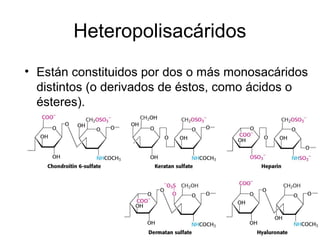 Heteropolisacáridos
• Están constituidos por dos o más monosacáridos
distintos (o derivados de éstos, como ácidos o
ésteres).
 