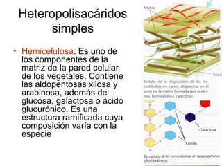 Heteropolisacáridos
simples
• Hemicelulosa: Es uno de
los componentes de la
matriz de la pared celular
de los vegetales. Contiene
las aldopentosas xilosa y
arabinosa, además de
glucosa, galactosa o ácido
glucurónico. Es una
estructura ramificada cuya
composición varía con la
especie
 