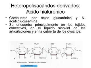 Heteropolisacàridos derivados:
Acido hialurónico
• Compuesto por ácido glucurónico y N-
acetilglucosamina.
• Se encuentra principalmente en los tejidos
conectivos, en el líquido sinovial de las
articulaciones y en la cubierta de los ovocitos.
 