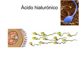 Ácido hialurónico
 