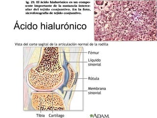Ácido hialurónico
 