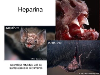 Heparina
Desmodus rotundus, una de
las tres especies de vampiros
 