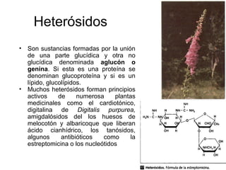 Heterósidos
• Son sustancias formadas por la unión
de una parte glucídica y otra no
glucídica denominada aglucón o
genina. Si esta es una proteína se
denominan glucoproteína y si es un
lípido, glucolípidos.
• Muchos heterósidos forman principios
activos de numerosa plantas
medicinales como el cardiotónico,
digitalina de Digitalis purpurea,
amigdalósidos del los huesos de
melocotón y albaricoque que liberan
ácido cianhídrico, los tanósidos,
algunos antibióticos como la
estreptomicina o los nucleótidos
 
