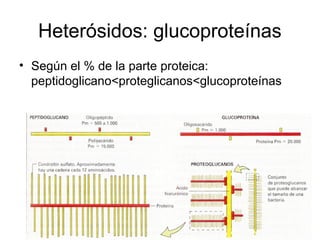 Heterósidos: glucoproteínas
• Según el % de la parte proteica:
peptidoglicano<proteglicanos<glucoproteínas
 