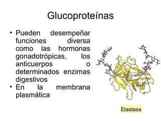 Glucoproteínas
• Pueden desempeñar
funciones diversa
como las hormonas
gonadotrópicas, los
anticuerpos o
determinados enzimas
digestivos
• En la membrana
plasmática
Elastasa
 