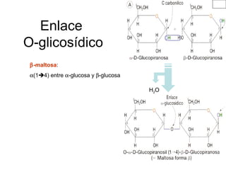 Enlace
O-glicosídico
β-maltosa:
α(14) entre α-glucosa y β-glucosa
H2O
 