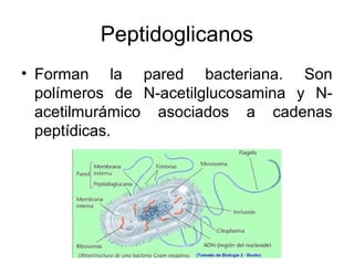 Peptidoglicanos
• Forman la pared bacteriana. Son
polímeros de N-acetilglucosamina y N-
acetilmurámico asociados a cadenas
peptídicas.
 