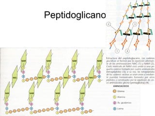 Peptidoglicanos
 