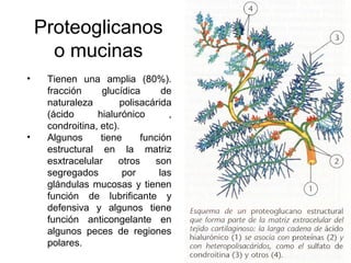 Proteoglicanos
o mucinas
• Tienen una amplia (80%).
fracción glucídica de
naturaleza polisacárida
(ácido hialurónico ,
condroitina, etc).
• Algunos tiene función
estructural en la matriz
esxtracelular otros son
segregados por las
glándulas mucosas y tienen
función de lubrificante y
defensiva y algunos tiene
función anticongelante en
algunos peces de regiones
polares.
 