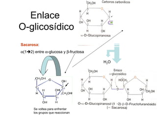 Enlace
O-glicosídico
Sacarosa:
α(12) entre α-glucosa y β-fructosa
Se voltea para enfrentar
los grupos que reaccionan
H2O
 