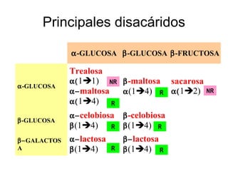 Principales disacáridos
α-GLUCOSA β-GLUCOSA β-FRUCTOSA
α-GLUCOSA
Trealosa
α(11)
α−maltosa
α(14)
β-maltosa
α(14)
sacarosa
α(12)
β-GLUCOSA
α−celobiosa
β(14)
β-celobiosa
β(14)
β−GALACTOS
A
α−lactosa
β(14)
β−lactosa
β(14)
NR
NR
R
R
R
R
R
R
 