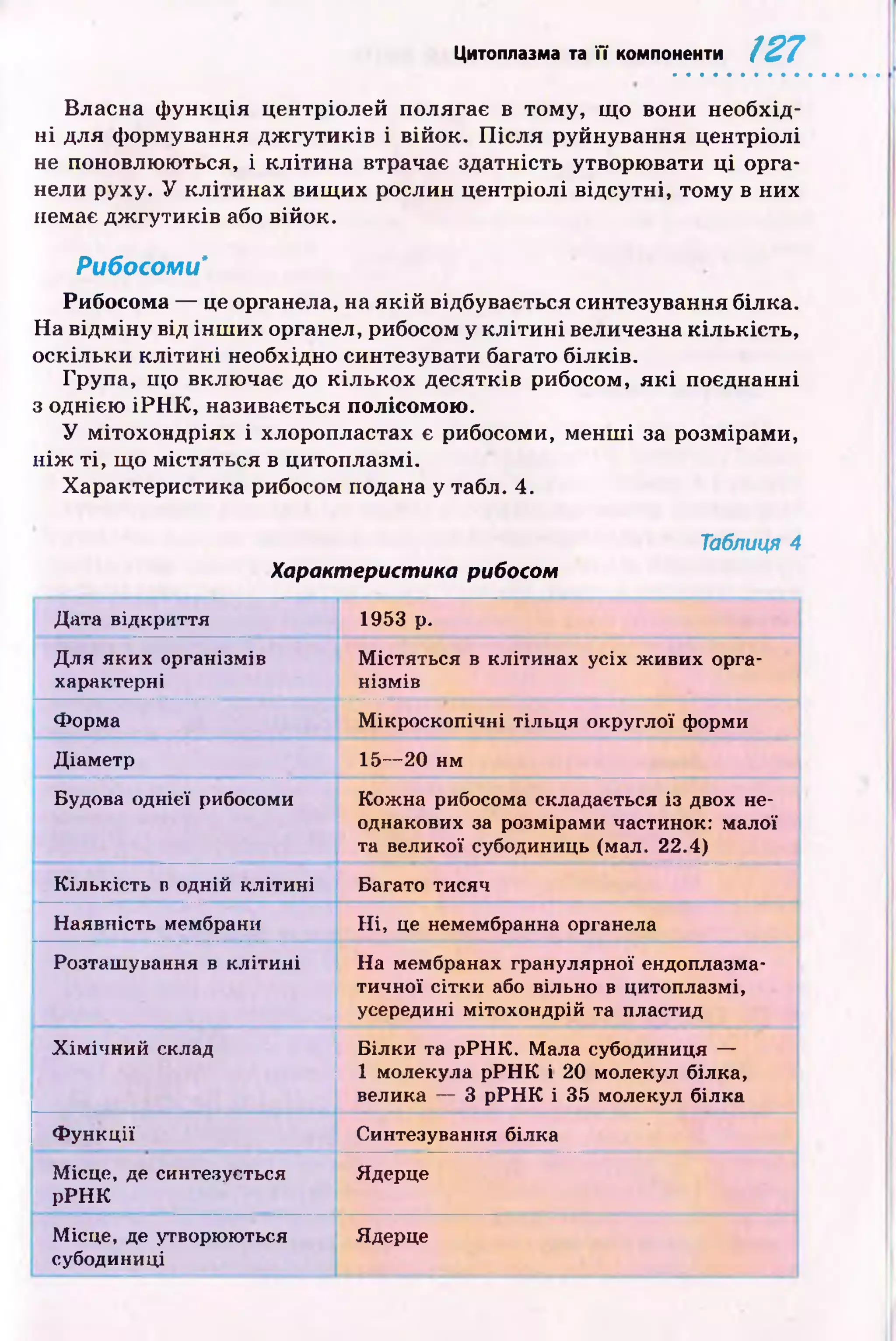Цитоплазма та її компоненти 127
Власна ф ункція центріолей полягає в тому, щ о вони необхід­
н і для формування д ж гути ків і війок. П ісл я руйнування центріолі
не поновлюються, і кліти на втрачає здатність утворювати ц і орга­
нели руху. У кліти нах вищ их рослин центріолі відсутні, том у в них
немає дж гути ків або війок.
Рибосоми'
Рибосома — це органела, на я к ій відбувається синтезування білка.
На відм ін у від ін ш их органел, рибосом у к л іти н і величезна кількість,
оскільки к л іти н і необхідно синтезувати багато білків.
Група, що включає до кількох десятків рибосом, я к і поєднанні
з однією іР Н К , називається полісомою.
У мітохондріях і хлоропластах є рибосоми, менш і за розмірами,
н іж ті, що містяться в цитоплазмі.
Характеристика рибосом подана у табл. 4.
Таблиця 4
Характеристика рибосом
Дата відкриття 1953 р.
Для яких організмів
характерні
Містяться в клітинах усіх живих орга­
нізмів
Форма Мікроскопічні тільця округлої форми
Діаметр 15— 20 нм
Будова однієї рибосоми Кожна рибосома складається із двох не­
однакових за розмірами частинок: малої
та великої субодиниць (мал. 22.4)
Кількість п одній клітині Багато тисяч
Наявність мембрани Н і, це немембранна органела
Розташування в клітині На мембранах гранулярної ендоплазма­
тичної сітки або вільно в цитоплазмі,
усередині мітохондрій та пластид
Хімічний склад Білки та рРНК. Мала субодиниця —
1 молекула рРН К і 20 молекул білка,
велика — 3 рРН К і 35 молекул білка
Функції Синтезування білка
Місце, де синтезується
рРНК
Ядерце
Місце, де утворюються
субодиниці
Ядерце
 