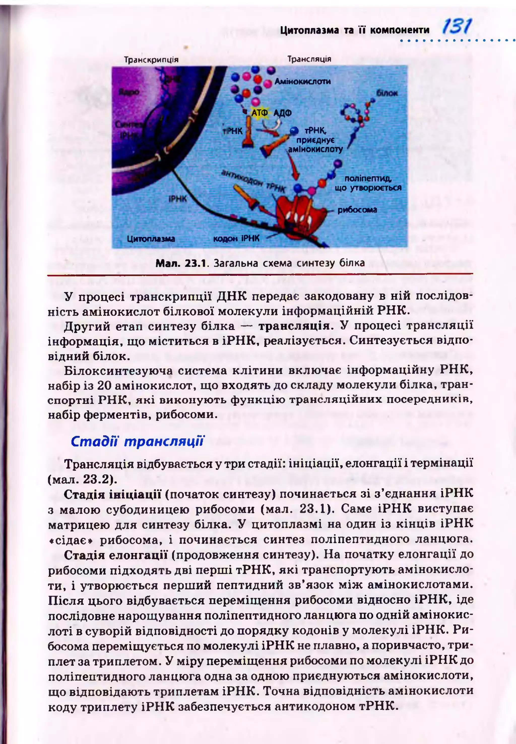 Цитоплазма та її компоненти
' приедмуї
.амінокислоту
' поліпептид,
що утворюється
кодом ІРНК
У процесі транскрипції Д Н К передає закодовану в н ій послідов­
ність ам інокислот білкової молекули інф орм аційній Р Н К .
Д ругий етап синтезу білка — трансляція. У процесі трансляції
інф ормація, щ о м іститься в іР Н К , реалізується. Синтезується відпо­
відний білок.
Білоксинтезую ча система к л іти н и включає інф орм аційну Р Н К ,
набір із 20 амінокислот, що входять до складу молекули білка, тран­
спортні Р Н К , я к і виконую ть ф ункцію трансляційних посередників,
набір ферментів, рибосоми.
Транскрипція
Цитоплазма
Трансляція
Амінокислоти
* АТФ АДФ
>НК 1 А тРНК,
рибосома
Мал. 23.1. Загальна схема синтезу білка
С та д ії трансляції
Трансляція відбувається у три стадії: ін іц іа ц ії, елонгації і терм інації
(мал. 23.2).
Стадія ініціації (початок синтезу) починається зі з ’єднання іР Н К
з малою субодиницею рибосоми (мал. 23.1). Саме іР Н К виступає
матрицею для синтезу білка. У цитоплазмі на один із к ін ц ів ІР Н К
♦сідає» рибосома, і починається синтез поліпептидного ланцю га.
Стадія елонгації (продовження синтезу). На початку елонгації до
рибосоми підходять дві перш і тР Н К , я к і транспортую ть ам інокисло­
ти, і утворюється перший пептидний зв’язок м іж амінокислотами.
П ісл я цього відбувається переміщ ення рибосоми відносно ІР Н К , іде
послідовне нарощ ування поліпептидного ланцю га по одній ам інокис­
лоті в суворій відповідності до порядку кодонів у молекулі іР Н К . Р и ­
босома переміщ ується по молекулі ІР Н К не плавно, а поривчасто, тр и­
плет за триплетом. У м іру переміщ ення рибосоми по молекулі ІР Н К до
поліпептидного ланцю га одна за одною приєднуються амінокислоти,
що відповідаю ть триплетам ІР Н К . Точна відповідність амінокислоти
коду триплету іР Н К забезпечується антикодоном тР Н К .
 
