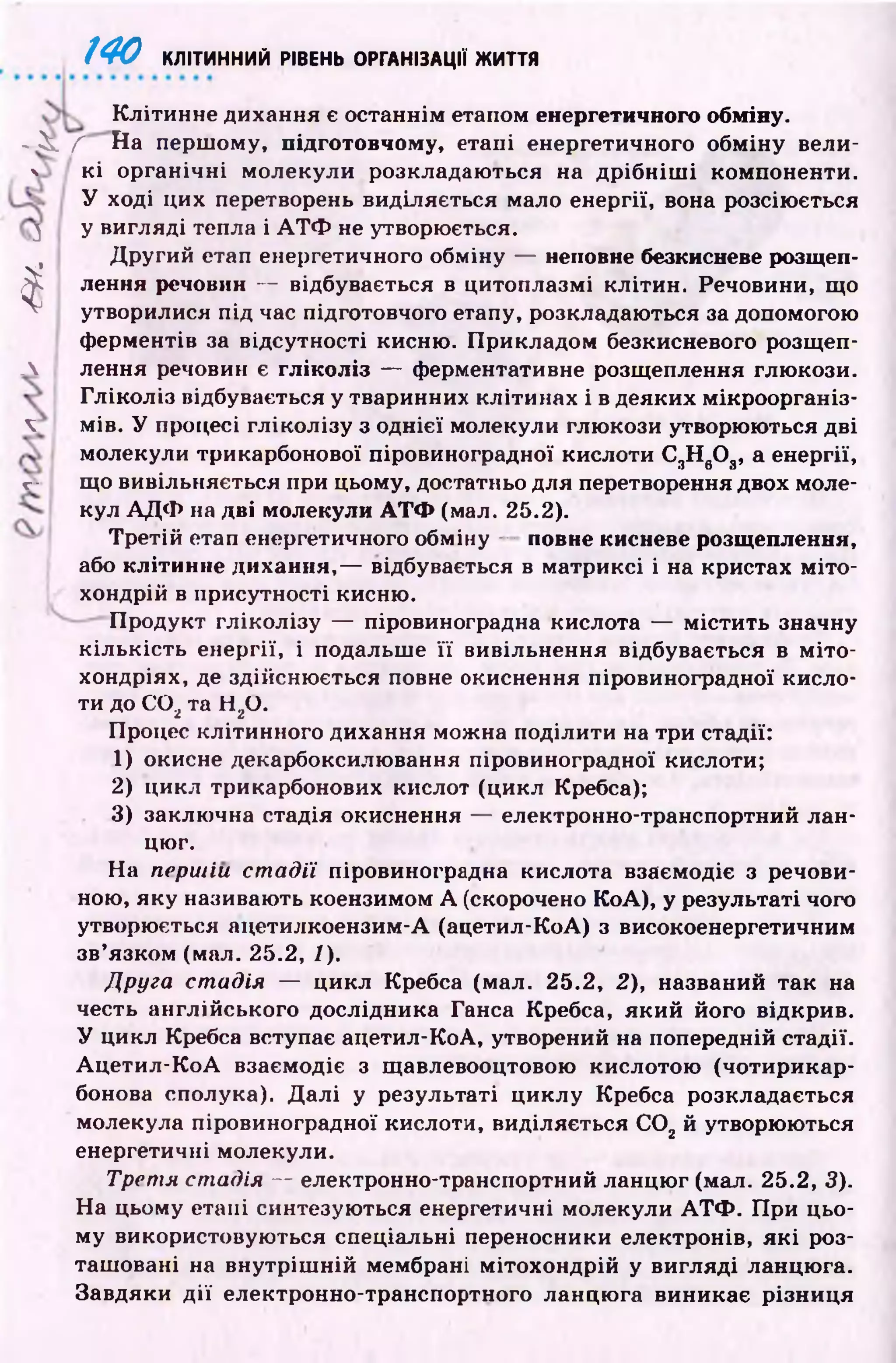 140 КЛІТИННИЙ РІВЕНЬ ОРГАНІЗАЦІЇ ЖИТТЯ
І
К літи нне дихання е останнім етапом енергетичного обміну.
- і . f Н а перш ому, підготовчому, етапі енергетичного обм іну вели-
v к і ор ган ічн і молекули розкладаю ться на д р іб н іш і компоненти.
У ході цих перетворень виділяється мало енергії, вона розсіюється
) у вигляді тепла і А Т Ф не утворюється.
Д ругий етап енергетичного обміну — неповне безкисневе розщеп­
лення речовин — відбувається в цитоплазмі клітин. Речовини, що
утворилися під час підготовчого етапу, розкладаються за допомогою
ф ерментів за відсутності кисню. П рикладом безкисневого розщеи-
А лення речовин є гл ікол із — ферментативне розщеплення глю кози.
Гл ікол із відбувається у тваринних клітинах і в деяких мікроорганіз-
ч мів. У процесі гл ікол ізу з однієї молекули глю кози утворюються дві
молекули трикарбонової піровиноградної кислоти С3Н вО„, а енергії,
г- що вивільняється при цьому, достатньо для перетворення двох моле-
кул А Д Ф на дві молекули А Т Ф (мал. 25.2).
Третій етап енергетичного обміну — повне кисневе розщеплення,
або клітинне дихання,— відбувається в матриксі і на кристах м іто ­
хондрій в присутності кисню.
П родукт гліколізу — піровиноградна кислота — м істи ть значну
к іл ь к ість енергії, і подальше ї ї вивільнення відбувається в м іто ­
хондріях, де здійсню ється повне окиснення піровиноградної кисло­
ти до С 0 2та H zO.
Процес клітинного дихання можна поділити на три стадії:
1) окисне декарбоксилювання піровиноградної кислоти;
2) цикл трикарбонових кислот (цикл Кребса);
3) заключна стадія окиснення — електронно-транспортний лан­
цюг.
На першій с т а д ії піровиноградна кислота взаємодіє з речови­
ною, яку називають коензимом А (скорочено КоА), у результаті чого
утворюється ацетилкоензим-А (ацетил-КоА) з високоенергетичним
зв’язком (мал. 25.2, /).
Друга с т а д ія — цикл Кребса (мал. 25.2, 2), названий так на
честь англійського дослідника Ганса Кребса, яки й його відкрив.
У цикл Кребса вступає ацетил-КоА, утворений на попередній стадії.
А ц ети л -К о А взаємодіє з щавлевооцтовою кислотою (чотирикар-
бонова сполука). Д ал і у результаті циклу Кребса розкладається
молекула піровиноградної кислоти, виділяється С 0 2й утворюються
енергетичні молекули.
Т р е т я с т а д ія — електронно-транспортний ланцю г (мал. 25.2, 3).
Н а цьому етапі синтезуються енергетичні молекули А Т Ф . П ри цьо­
му використовую ться спеціальні переносники електронів, я к і роз­
таш овані на вн утр іш н ій мембрані м ітохондрій у вигляді ланцю га.
Завдяки д ії електронно-транспортного ланцю га виникає різни ця
 
