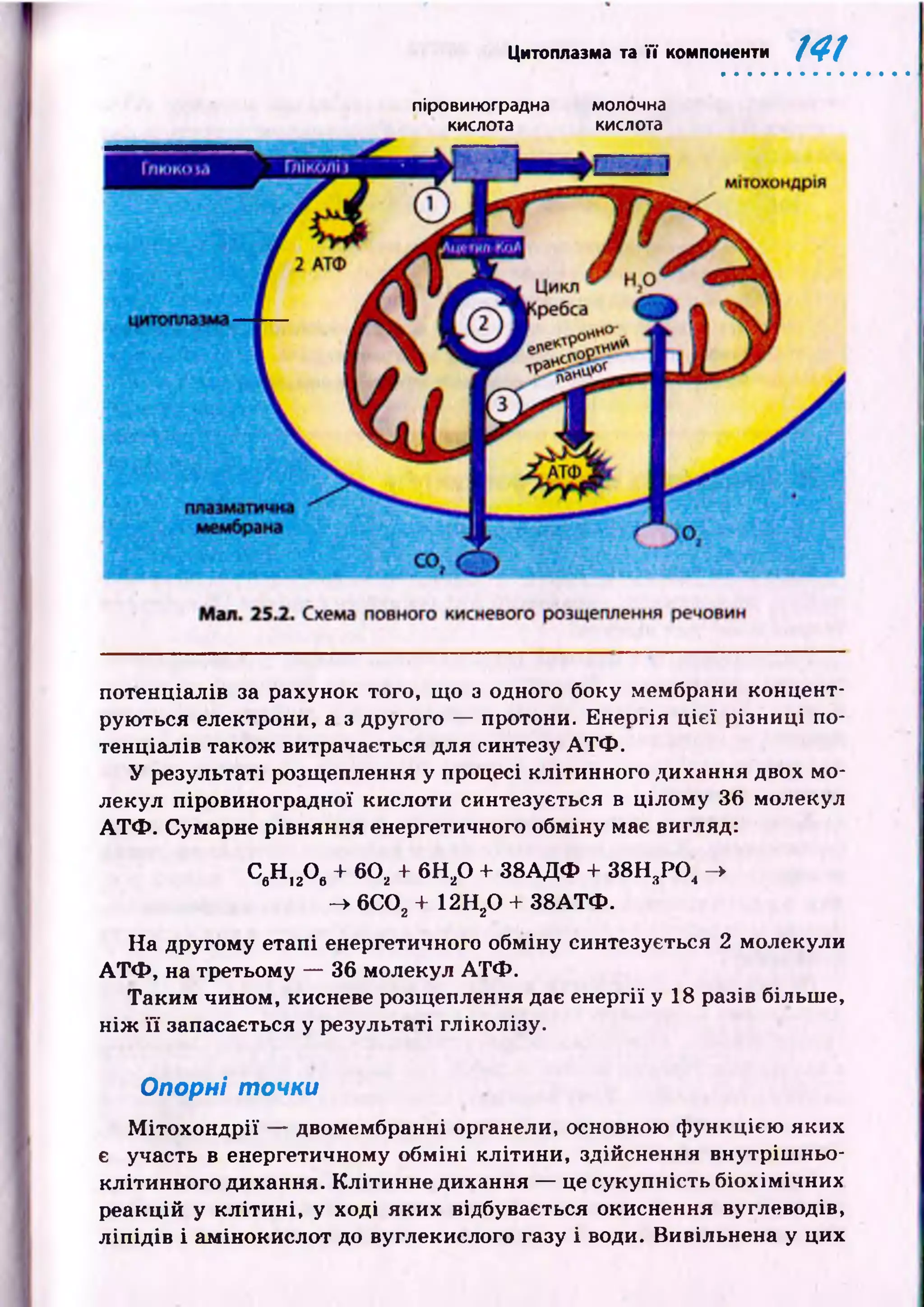 Цитоплазма та її компоненти 141
піровиноградна молочна
кислота кислота
потенціалів за рахунок того, що з одного боку мембрани концент­
рую ться електрони, а з другого — протони. Енергія ц ієї різниці по­
тенціалів також витрачається для синтезу А Т Ф .
У результаті розщеплення у процесі клітинного дихання двох мо­
лекул піровиноградної кислоти синтезується в цілом у 36 молекул
А Т Ф . Сумарне рівняння енергетичного обміну має вигляд:
СвН І20 6+ 60, + б Н р + 3 8 А Д Ф + 38Н 3Р 0 4 ->
-> 6С 02 + 12Нг0 + 3 8А ТФ .
Н а другому етапі енергетичного обміну синтезується 2 молекули
А Т Ф , на третьому — 36 молекул А Т Ф .
Т аки м чином, кисневе розщеплення дає енергії у 18 разів більше,
н іж її запасається у результаті гліколізу.
Опорні точки
М іто х о н д р ії — двомембранні органели, основною ф ункцією яких
є участь в енергетичному обм іні клітини, здійснення внутріш ньо­
клітинного дихання. К літинне дихання — це сукупність біохім ічн их
реакцій у к л іти н і, у ході яких відбувається окиснення вуглеводів,
л іп ід ів і ам інокислот до вуглекислого газу і води. Вивільнена у цих
 