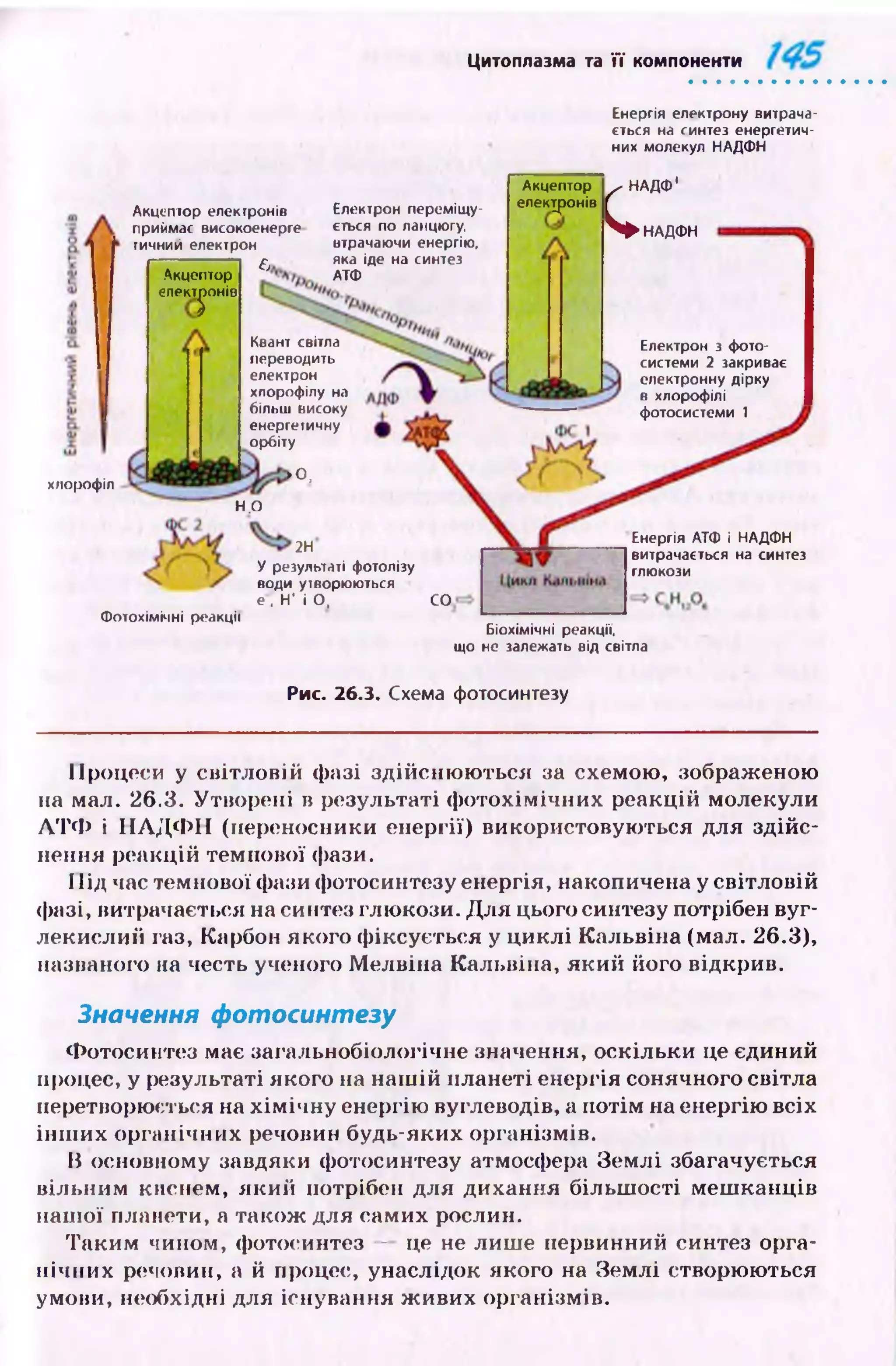 Цитоплазма та її компоненти
Енергія електрону витрача­
ється на синтез енергетич­
них молекул НАДФН
Акцептор електронів
приймас високоенерге
тичний електрон
ьАкцептор
елем^онів
хлорофіл
Електрон переміщу­
ється по ланцюгу,
втрачаючи енергію,
яка іде на синтез
АТФ
Квант світла
переводить
електрон
хлорофілу на
більш високу
енергетичну
орбіту
>0,
Акцептор
елекцюнів
сНАДФ'
НАДФН
Електрон з фото-
системи 2 закриває
електронну дірку
в хлорофілі
фотосистсми 1
Н.о
2Н
Фотохімічні реакції
У результаті фотолізу
води утворюються
е , Н‘ і О, СО
Енергія АТФ і НАДФН
витрачається на синтез
глюкози
Біохімічні реакції,
що не залежать від світла
Рис. 26.3. Схема фотосинтезу
Процеси у світловій ф азі здійсню ю ться за схемою, зображеною
на мал. 26.3. Утворені в результаті ф отохім ічних реакцій молекули
А Т Ф і Н А Д Ф Н (переносники енергії) використовую ться для здійс­
нення реакцій темпової фази.
П ід час темнової фази фотосинтезу енергія, накопичена у світловій
фазі, витрачається на синтез глюкози. Д ля цього синтезу потрібен вуг­
лекислий газ, Карбон якого ф іксується у ц и кл і Кальвіна (мал. 26.3),
названого на честь ученого М елвіна Кальвіна, який його відкрив.
Значення ф отосинтезу
Ф отосинтез має загальнобіологічне значення, оскільки це єдиний
процес, у результаті якого на наш ій планеті енергія сонячного світла
перетворюється на х ім іч н у енергію вуглеводів, а потім на енергію всіх
ін ш и х органічних речовин будь-яких організмів.
В основному завдяки фотосинтезу атмосфера Зем лі збагачується
вільним киснем, який потрібен для дихання більш ості меш канців
наш ої планети, а також для самих рослин.
Таким чином, фотосинтез — це не лиш е первинний синтез орга­
нічних речовин, а й процес, унаслідок якого на Землі створюються
умови, необхідні для існування ж ивих організмів.
 